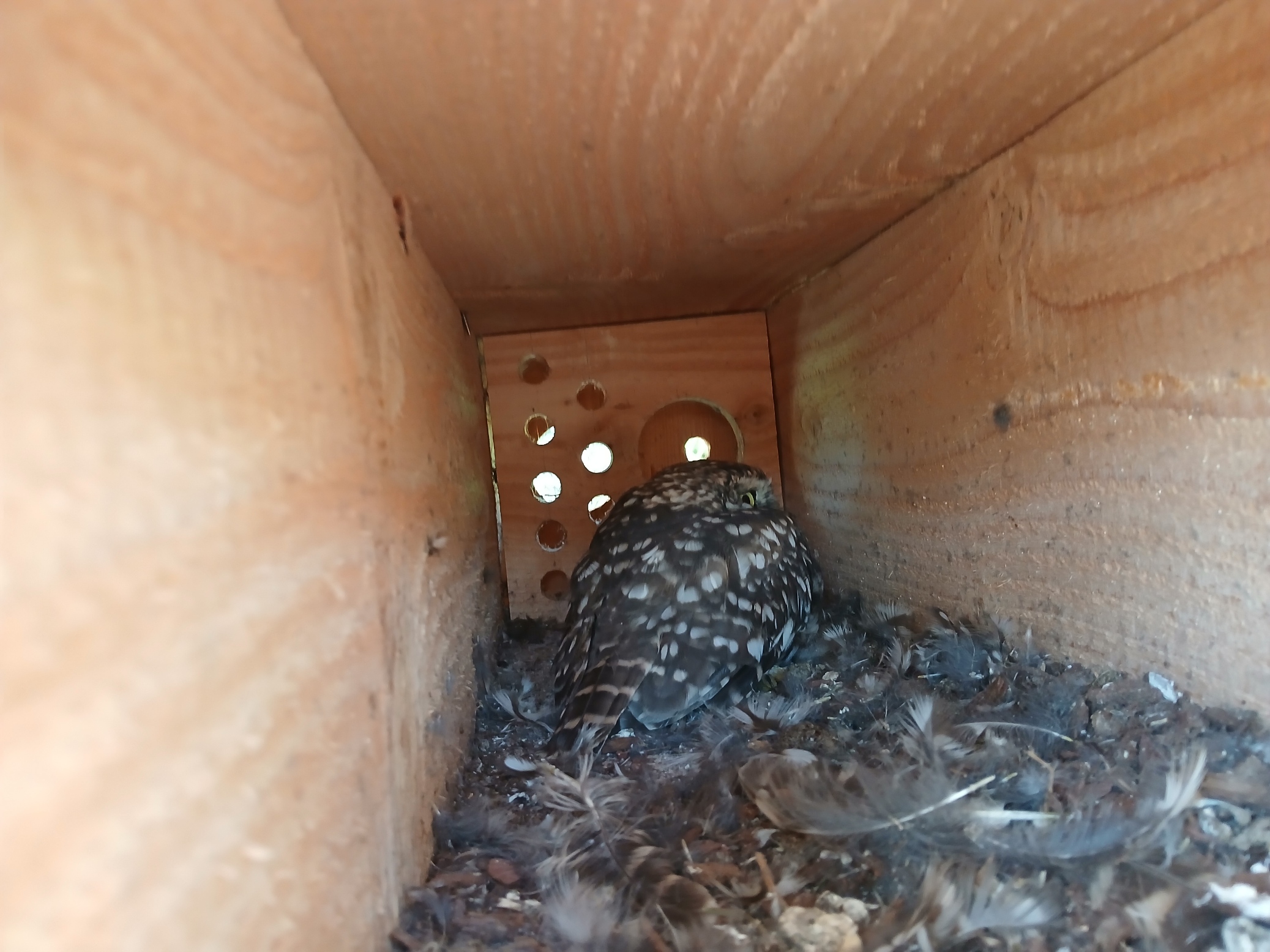 20250906_101751 Steinkauz in Kasten unterhalb Stall
